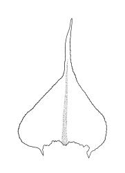 Eurhynchium praelongum, stem leaf. Drawn from J. Child 6659, CHR 429182.
 Image: R.C. Wagstaff © Landcare Research 2019 CC BY 3.0 NZ